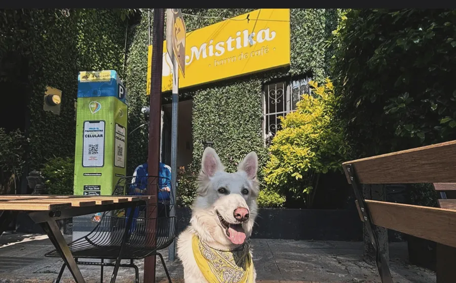 Fachada de Místika, barra de café, con un perro sentado en la terraza.
